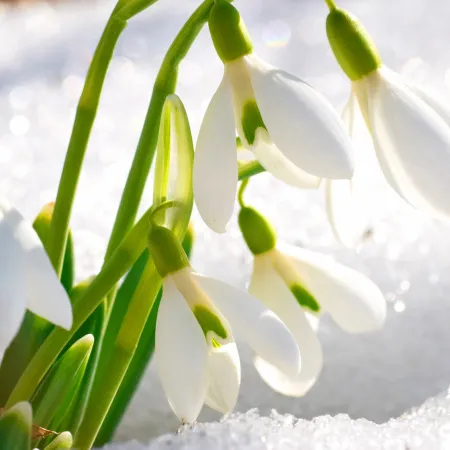 Министр экологии Казахстана предупредил о строгих наказаниях за срыв краснокнижных растений