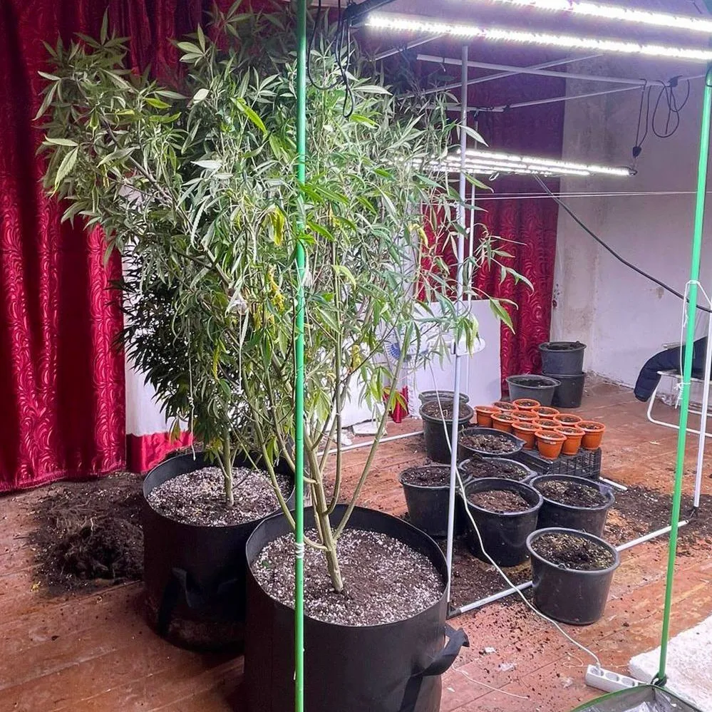 Полиция ликвидировала фитолабораторию по выращиванию наркотиков в Атырауской области