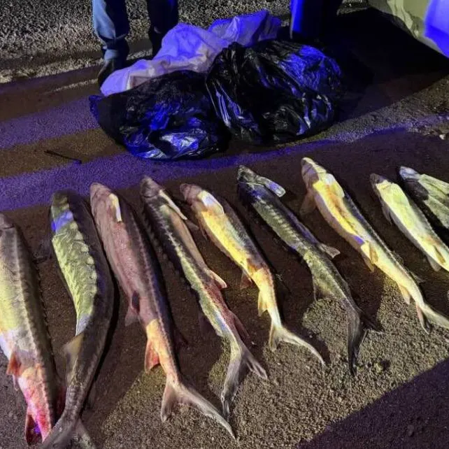 Задержан гражданин за незаконную перевозку красной рыбы в Актау