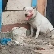 В Атырау женщина избивает собаку лопатой на видео в соцсетях