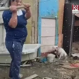 Атырауда әйел итті күрекпен ұрып-соқты: видео желіде қызу талқыланды